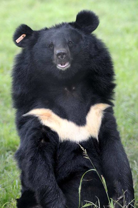 ours-noir-d-asie