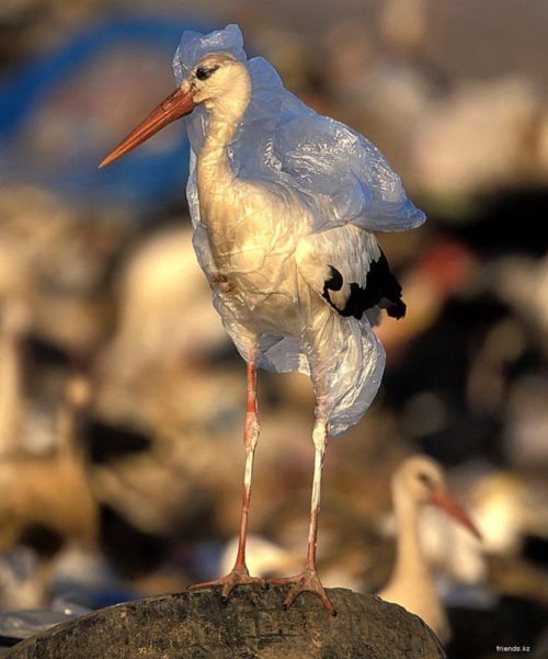 pollution-oiseau-plastique