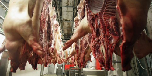 MANNHEIM, GERMANY - DECEMBER 15:  Slaughtered pigs are handled at a state of the art slaughterhouse on December 15, 2005 in Mannheim, Germany. Despite the high standards of meat processing a few packagers have been accused of selling tons of expired meat repackaged.  (Photo by Ralph Orlowski/Getty Images)